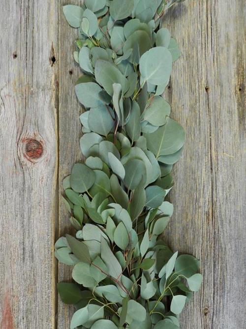 SILVER DOLLAR EUCALYPTUS GREEN GARLAND